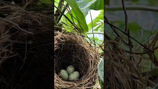 Download Lagu Looking for a bird's nest in the plantation MP3