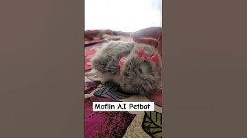 Moflin A.I Robot Pet. She