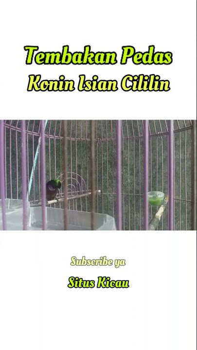 Konin Nembak Cililin Speed Rapat dan Tajam