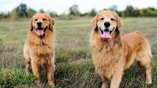 Living the Mud Life