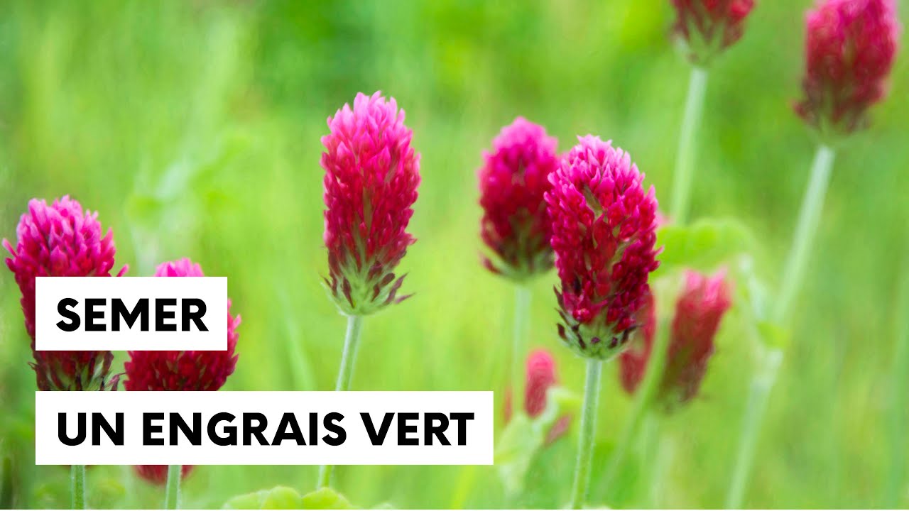 800 Graines De Trèfle Rouge - Engrais Vert Naturel Et Nourriture Pour Tortues - Facile à Cultiver