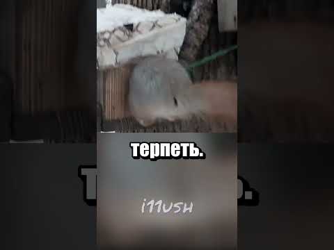 Кормушка анти-белки