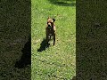 #dogs
