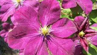 The Many Colors of the Clematis Plant