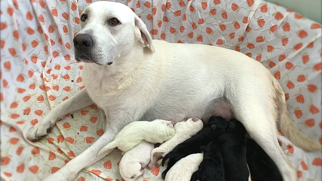 Daisy Duke Had 8 Puppies Youtube
