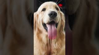 #Lekha natural vlog #Dubai JVT #our world #music #golden retriever#love#garden