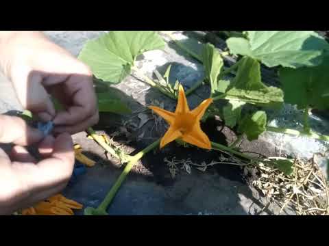 Видео: Ручное опыление тыквы: как опылять растения тыквы вручную