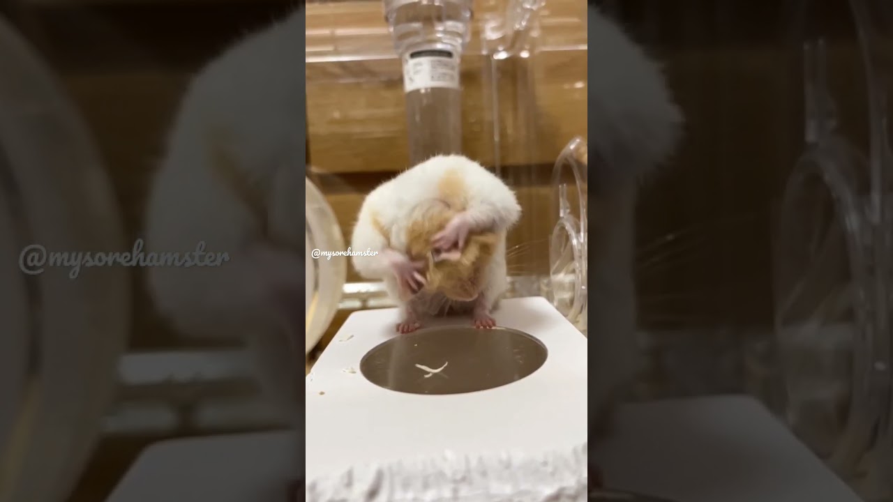 cute hamster clean her self 