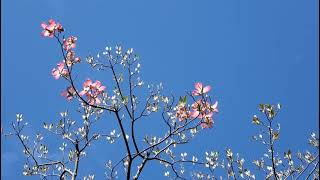 2021年4月9日の庭～アスペルラ開花～