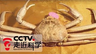 《走近科学》螃蟹壳纺纱：新突破！坚硬的虾蟹壳也能纺纱制衣 20180905 | CCTV走近科学官方频道
