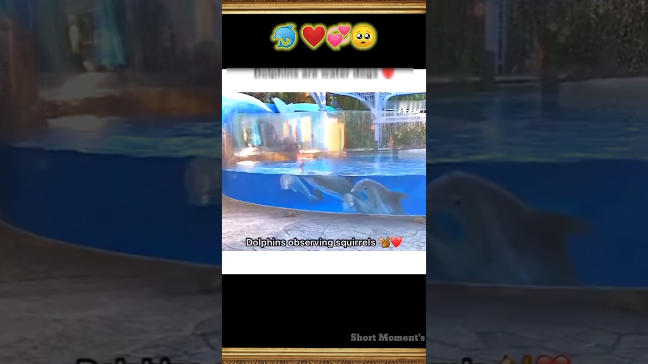 Dolphin is a Best Friend ❤️💯 