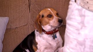 Pet Friendly Home Makeover - Creating the Ultimate Space for Pets & Owners Pet Friendly Home Makeover - Creating the Ultimate Space for Pets & Owners