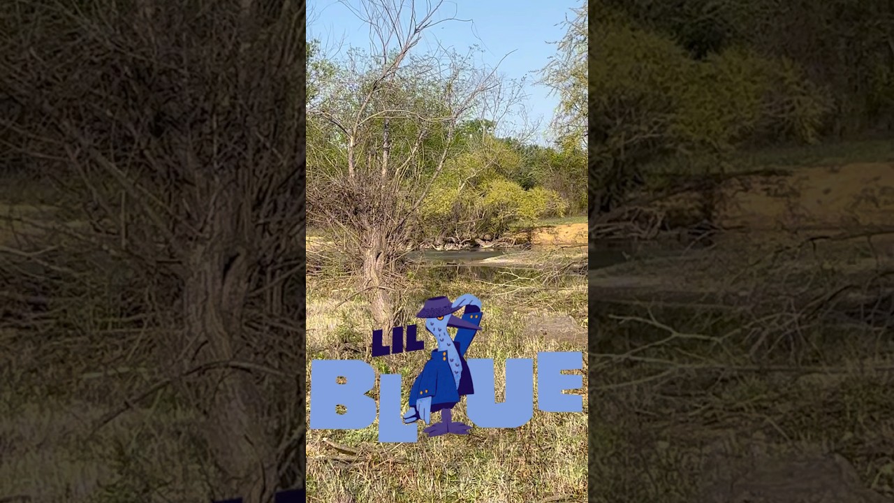 First little blue heron! 