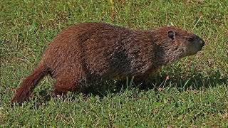Interesting facts about groundhog by weird square