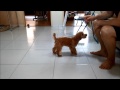 Ruffle The Maltipoo - Compilation of tricks learnt at 8 months old