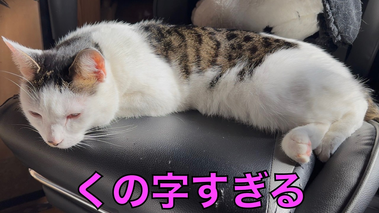 保護猫ナターシャの550日目：くの字で日向ぼっこ