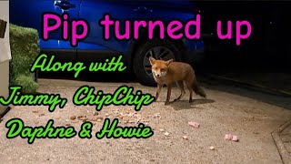 How the evening panned out! #wildlife #fox #cuteanimals #viral #vlog #fyp #nightlife #mylife