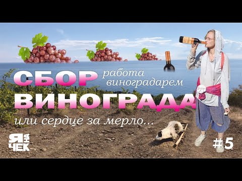 Яначек #5 Работа виноградарем. Сбор винограда, мой опыт 🍇