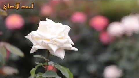 تلاوة جميلة للقارئ رعد محمد الكردي 🌹حالات واتس اب دينية