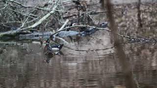 Wood Ducks Mating Ritual