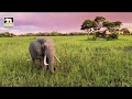 Jabu meandering and feeding in a spectacular Botswana, Okavango Sunset.