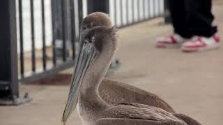Module 2 Exercise - Bird Video