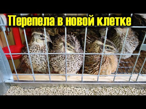 Перепела в новой клетке. Разведение перепелов