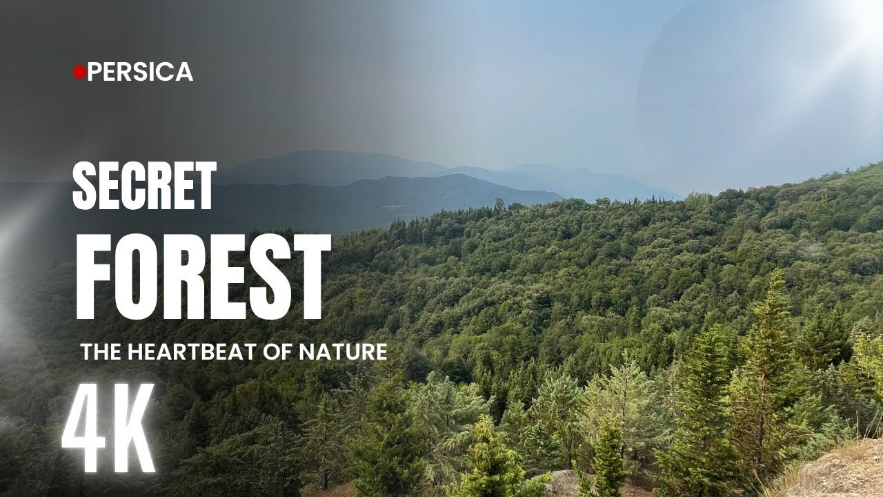 A Mysterious Forest in Northern Iran – Pure Nature, Untouched [4K]