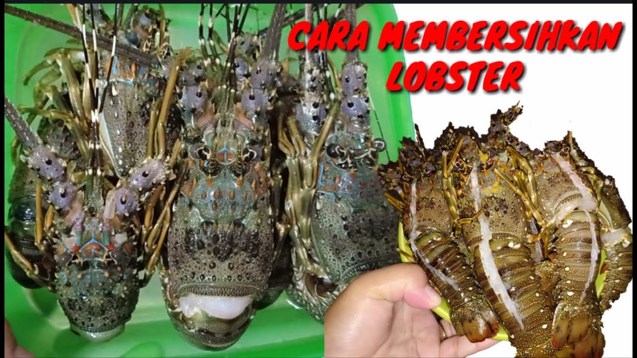 CARA MEMBERSIHKAN LOBSTER 