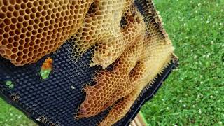 Plastic bee hive frames are JUNK