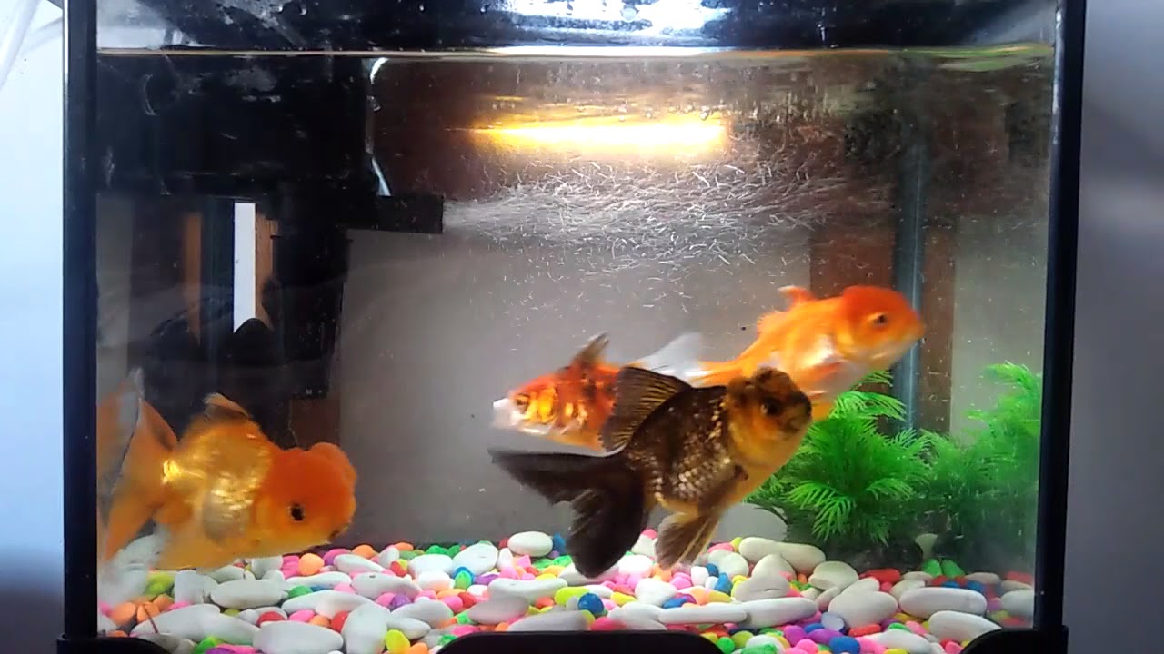 Ikan Mas Koki Goldfish Oranda Youtube