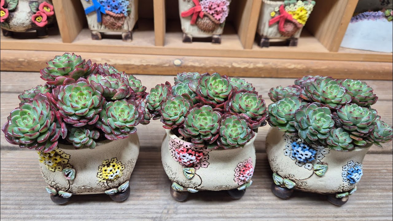 260130.♧De공방분 신상분에 레드탑 매장지킴이 식재해요 