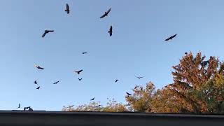 Turkey Vultures in My Backyard