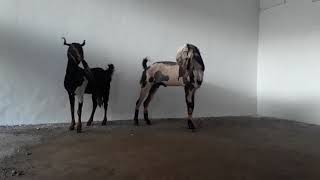 D Faisal Goat Farm Kota Kalori Female