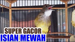 MASTERAN CUCAK JENGGOT GACOR BESETAN KASAR