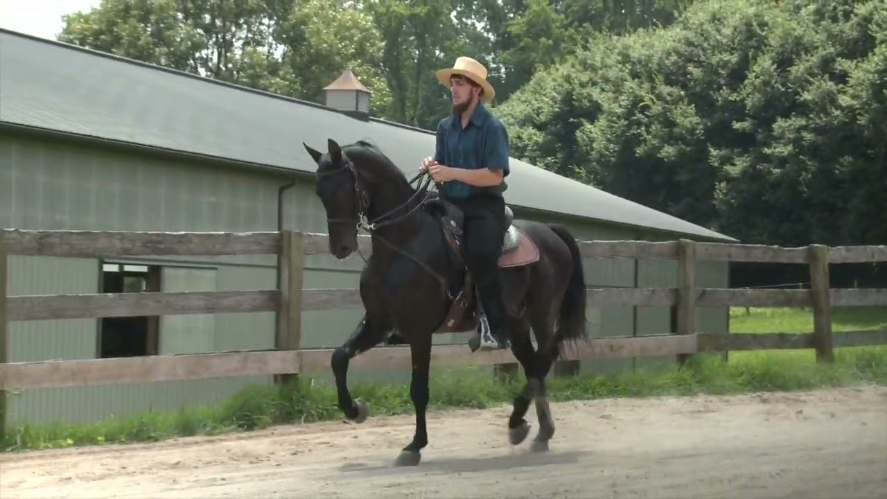 LSE AMERICA: Morgan Stallion For Sale