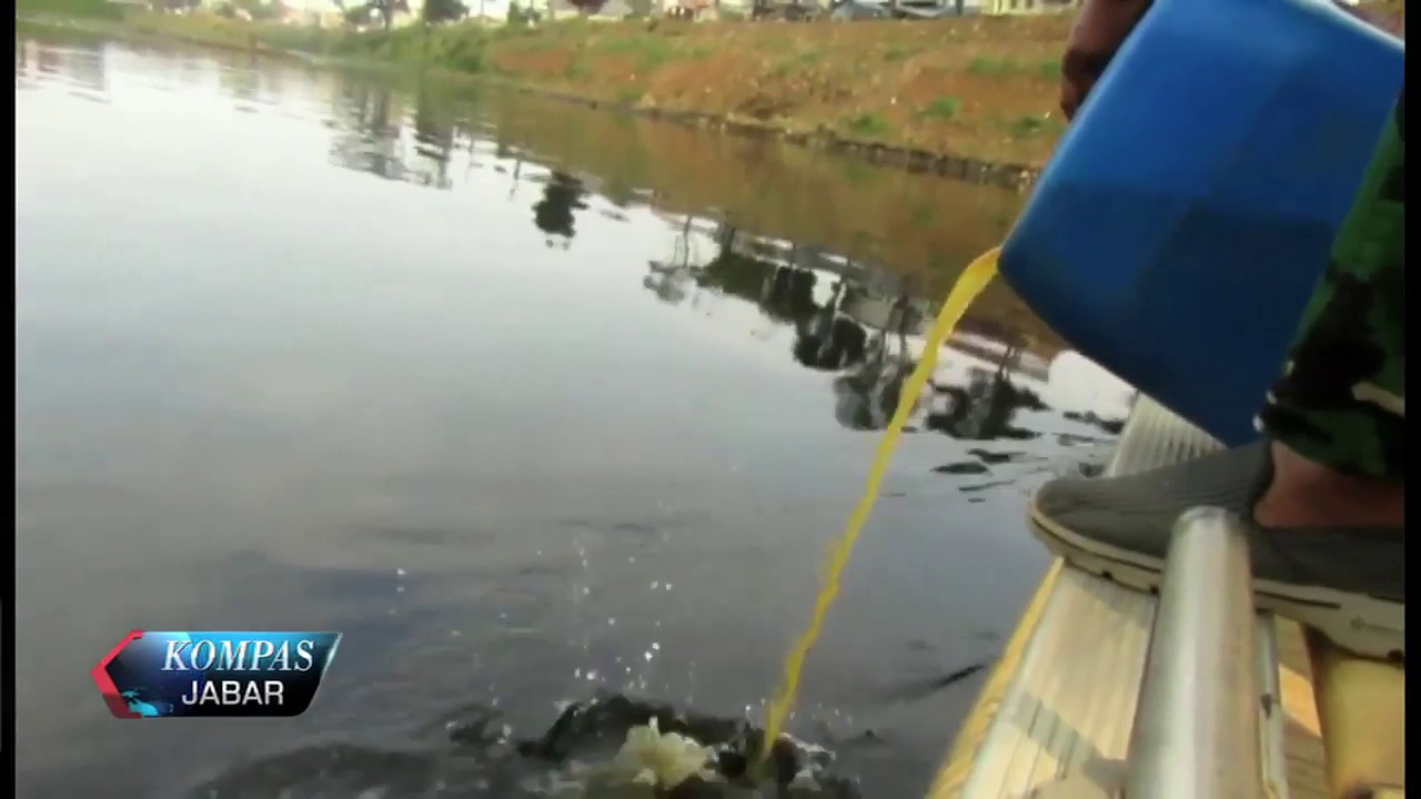kompastv useetv Satgas Citarum Harum Tebar 150 Jerigen Isi Bakteri ke Sungai