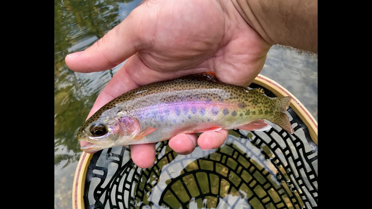 Fly Fishing Little Piney Creek 25+ Wild Bows in 4hrs YouTube