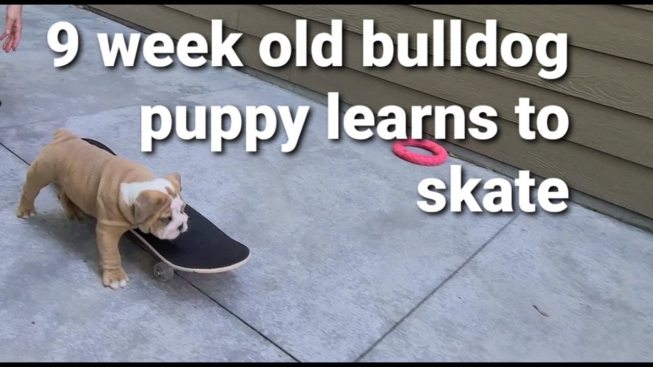 9 Week Bulldog Puppy Learns How To Skate