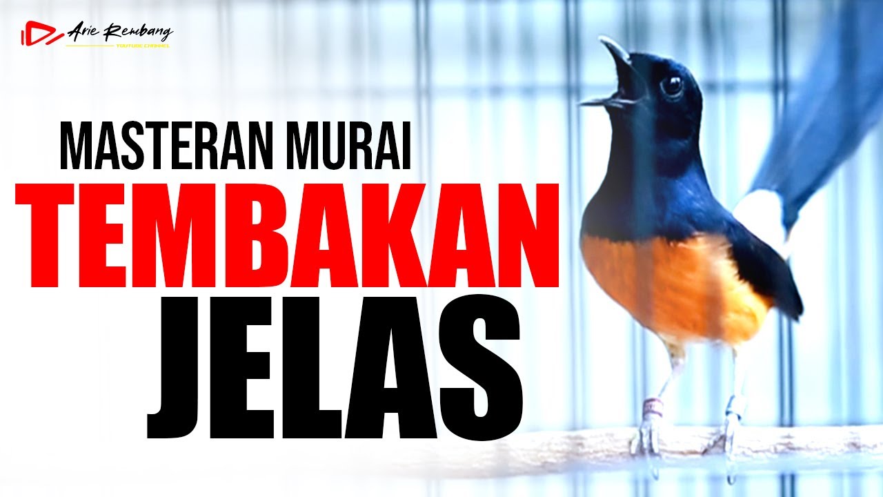 MURAI BATU GACOR ISIAN MEWAH TEMBAKAN JELAS DAN PANJANG PANJANG