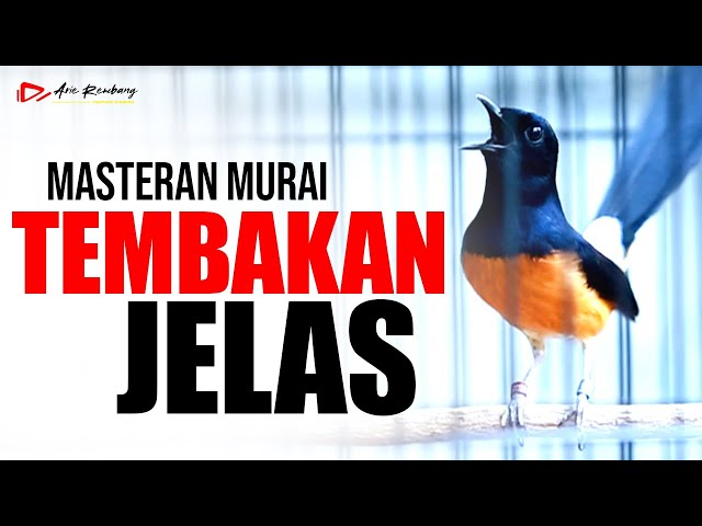 MURAI BATU GACOR ISIAN MEWAH TEMBAKAN JELAS DAN PANJANG PANJANG class=