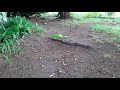 Squirrely Stubz & The Squirrely Brigade