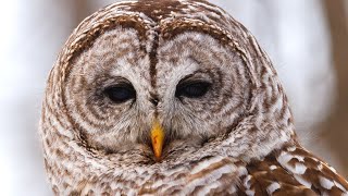 Barred Owl Calls | Barred Owl Sound Effects | Owl Singing | Owl Sounds at Night | No Music