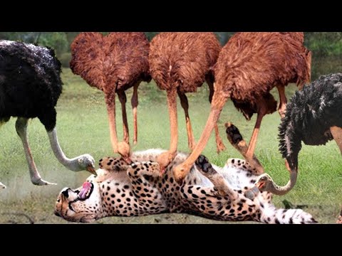 Video: ¿Cuál es la velocidad de carrera de un avestruz en caso de peligro? ¿Qué tan rápido corre un avestruz?