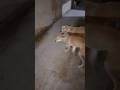It comes running as soon as it sees you.#dogcat #ytshorts #animal #viral #ytshorts #youtubeshorts