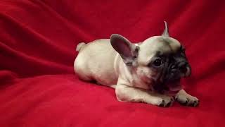 Real One Team Soft (www.buldocek.info) screenshot 3