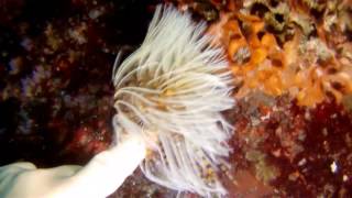 Sur Islas Cies , Ria De Vigo