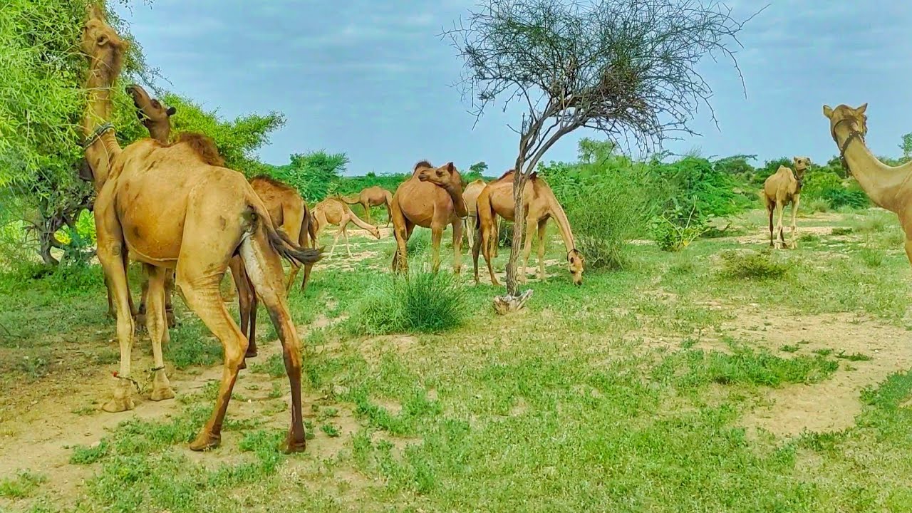 Camels Eats Grass After 1st Monsoon  || Camel farm || camel || Green Thar ||