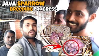 Java Sparrow Breeding Progress || Result 100% Must Watch || Birds Only বাংলা 