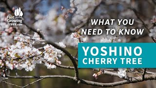 Yoshino Cherry Trees | What You Need To Know